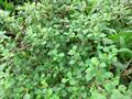 Paddy’s lucerne